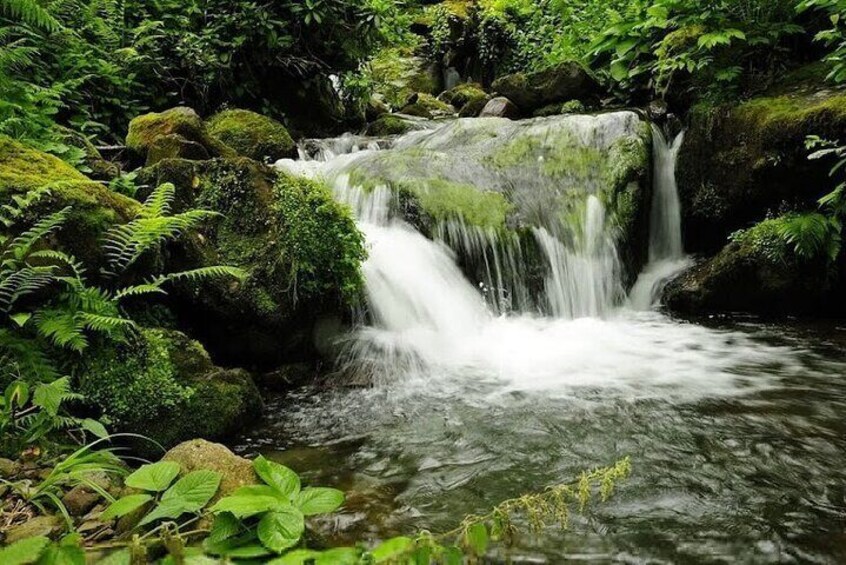 Mtirala National Park & Botanical Garden Private Tour From Batumi