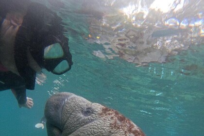 Private Manatee Swim Crystal River FL 6 Passenger Max Free Photos