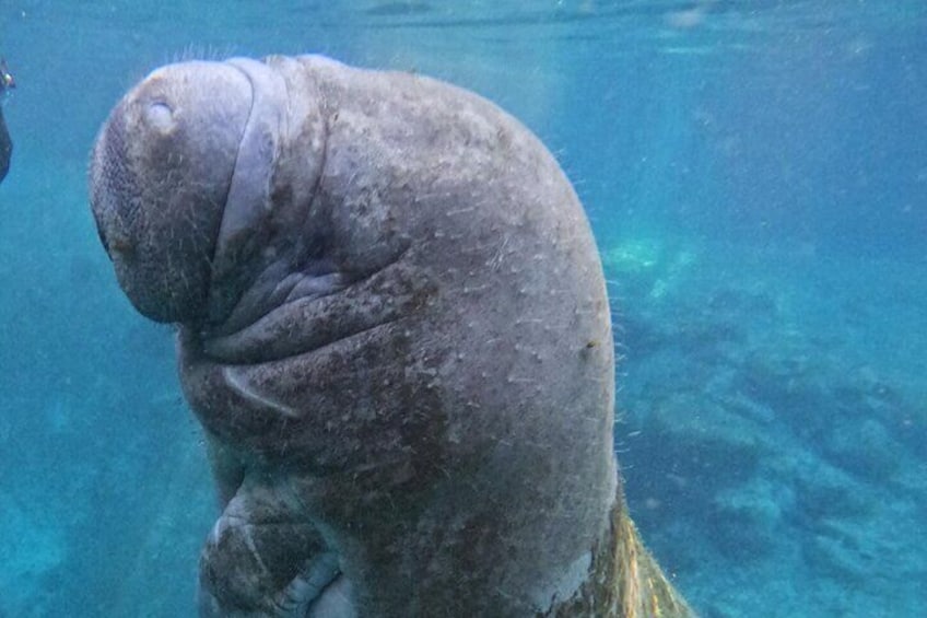 Private Manatee Swim up to 6 passengers Inwater Guide free photos