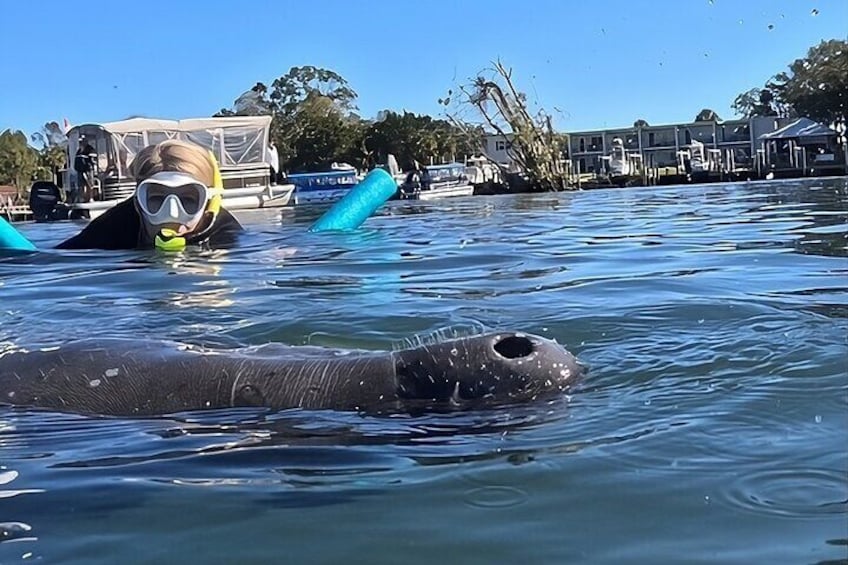 Private Manatee Swim Crystal River FL 6 Passenger Max Free Photos