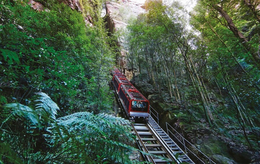 Picture 11 for Activity Blue Mountains: Scenic World, Ferry, Zoo & Free Koala Photo