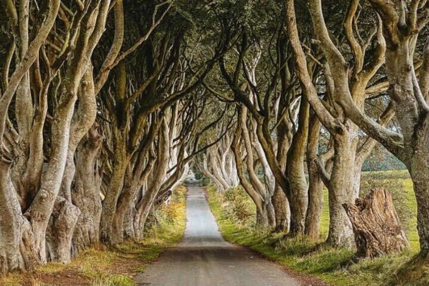 Dark Hedges. From Game Of Thrones TV Show