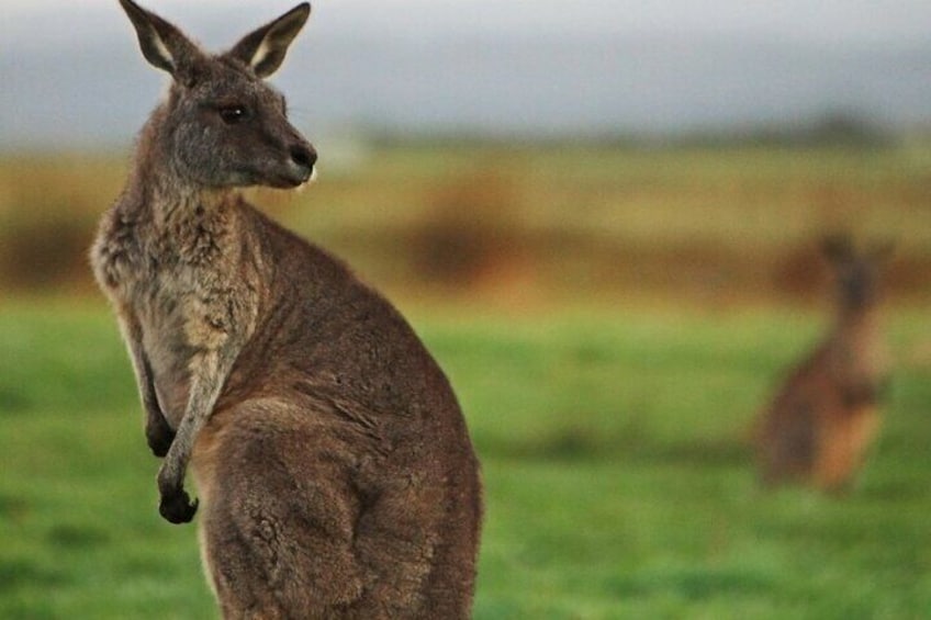 Kangaroo at Wildlife Park