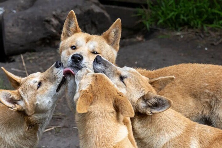 Dingos at Widlife Park