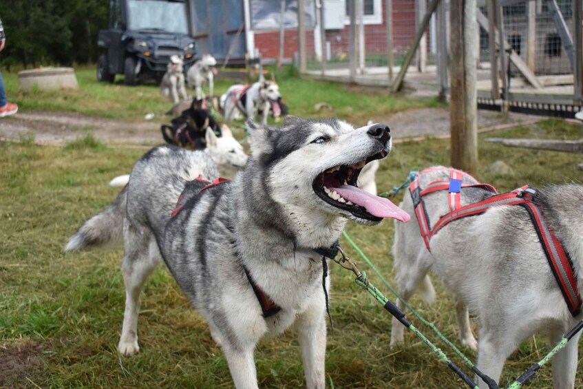 Picture 2 for Activity Luleå: Training Husky Team