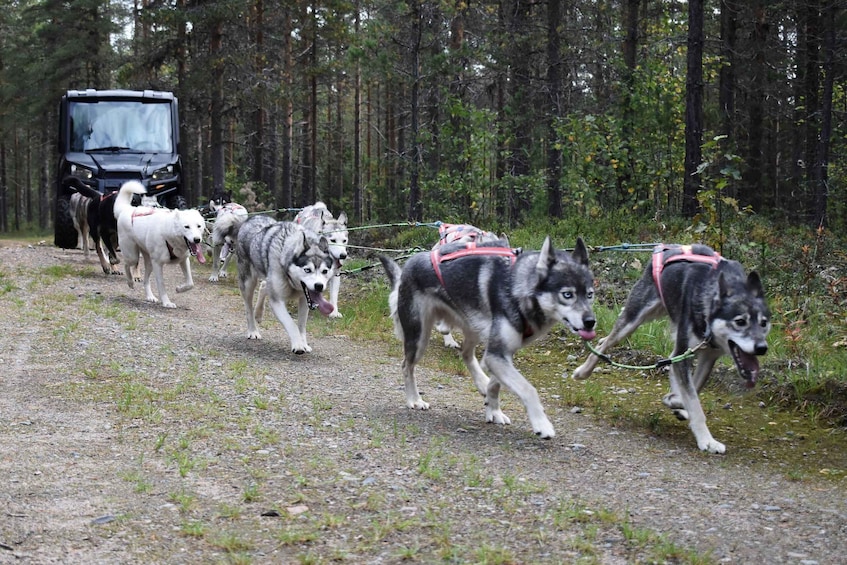 Picture 1 for Activity Luleå: Training Husky Team