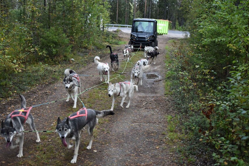 Luleå: Training Husky Team