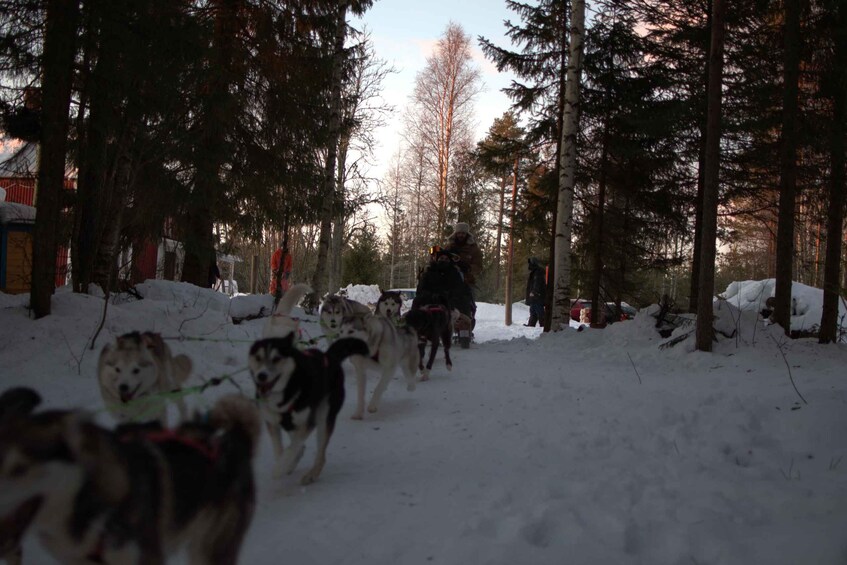 Picture 4 for Activity Luleå: Fika tour Dogsledding