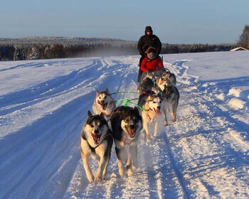 Luleå: Fika tour Dogsledding