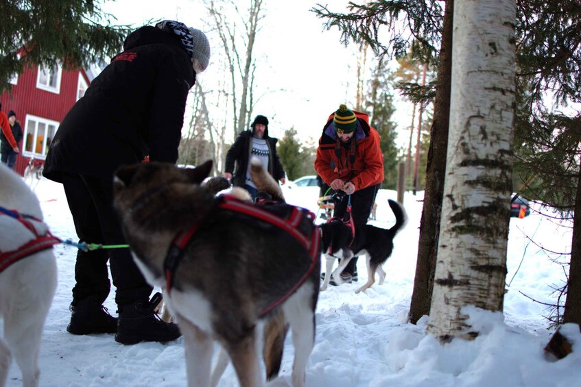 Picture 2 for Activity Luleå: Fika tour Dogsledding