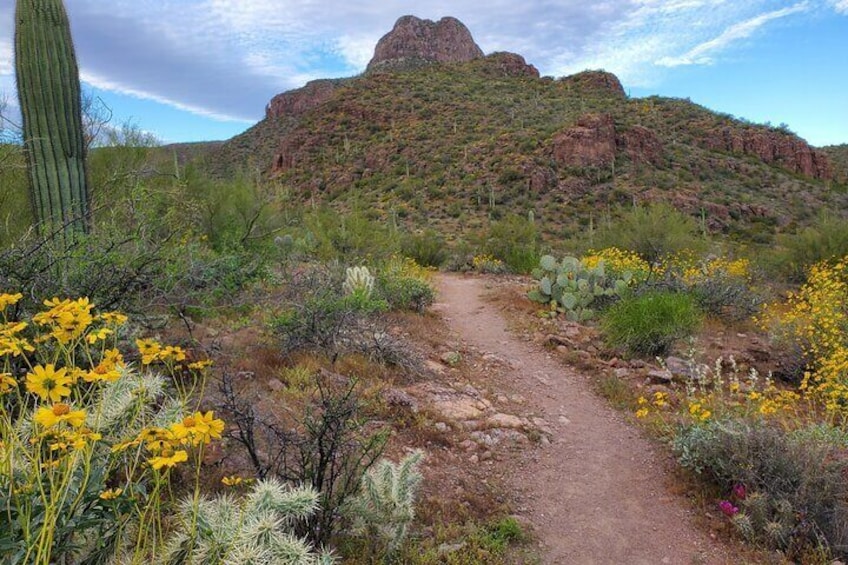 Self Guided Driving Audio Tour of Saguaro National Park