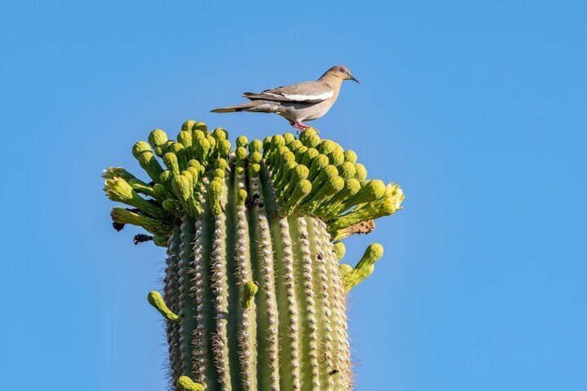 Self Guided Driving Audio Tour of Saguaro National Park