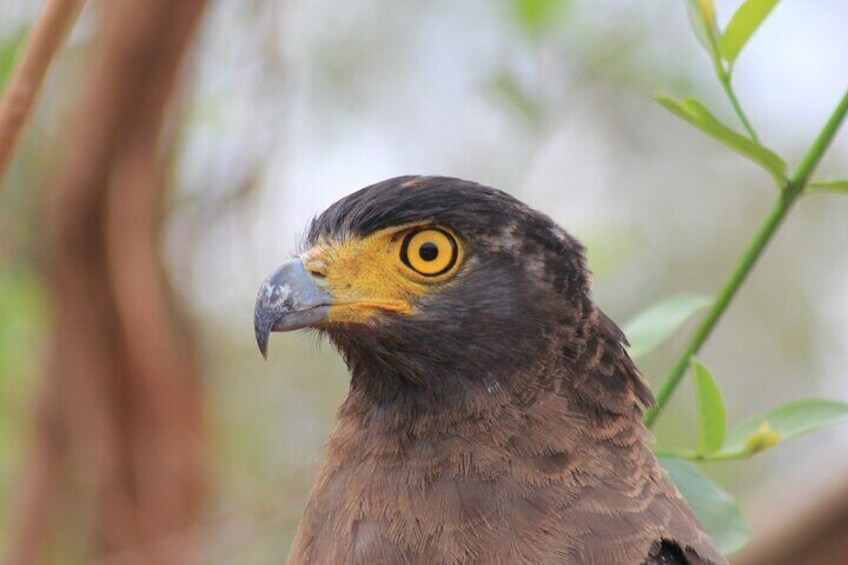 YALA National Park Safari with Transfer From Mirissa to Ella