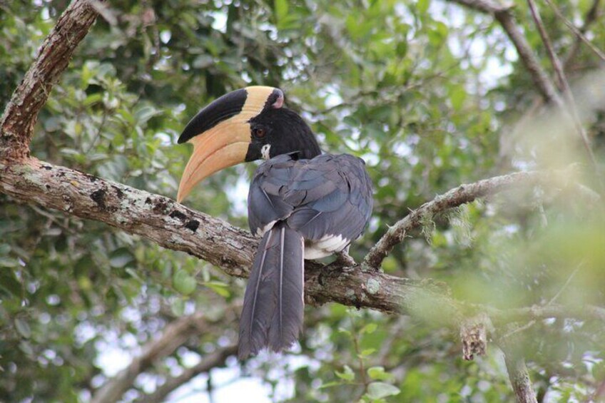 YALA National Park Safari with Transfer From Mirissa to Ella