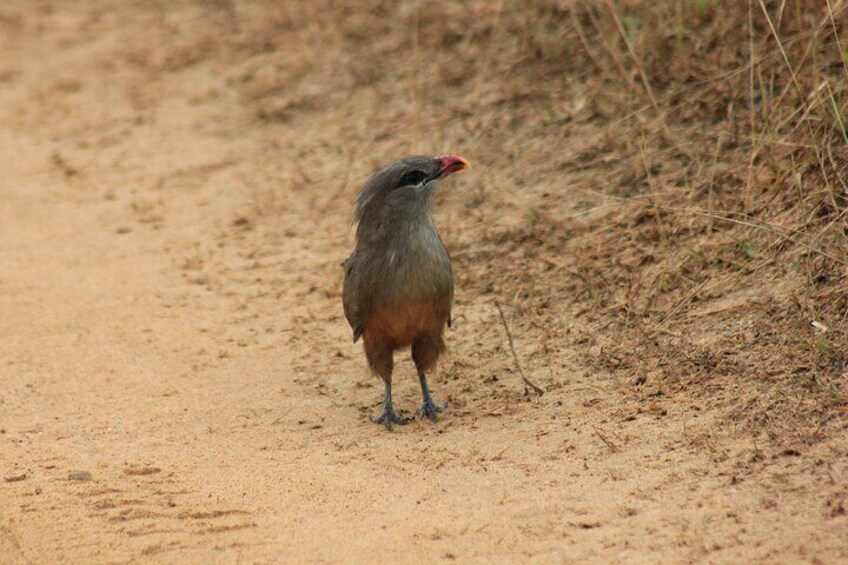 YALA National Park Safari with Transfer From Mirissa to Ella