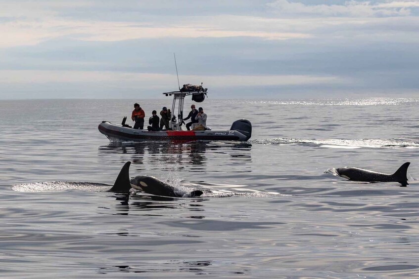 Picture 1 for Activity San Diego: Whale and Dolphin Watching Speedboat Tour