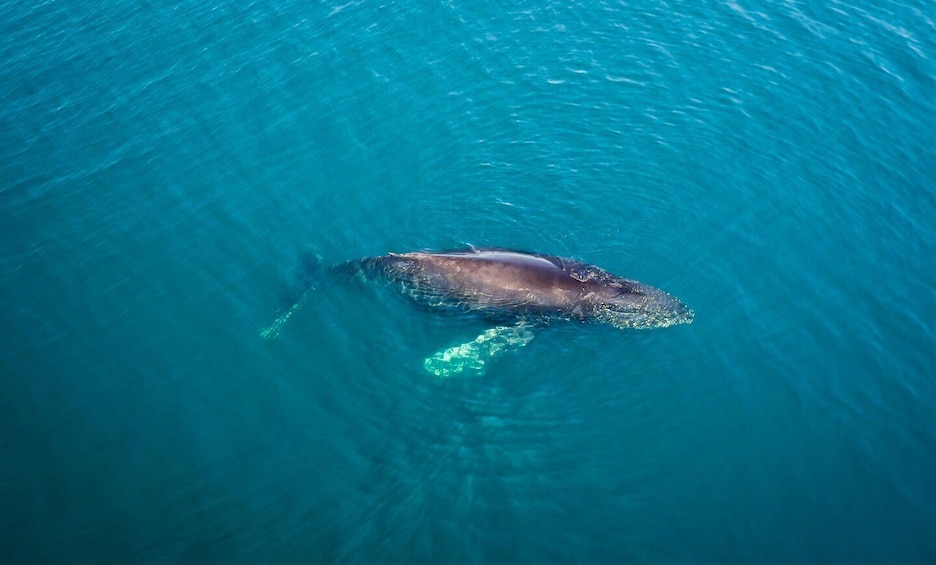 Picture 7 for Activity San Diego: Whale and Dolphin Watching Speedboat Tour