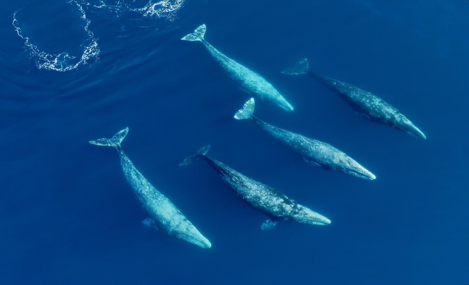 Picture 2 for Activity San Diego: Whale and Dolphin Watching Speedboat Tour