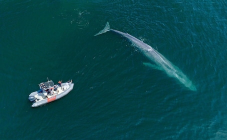 San Diego: Whale and Dolphin Watching Speedboat Tour