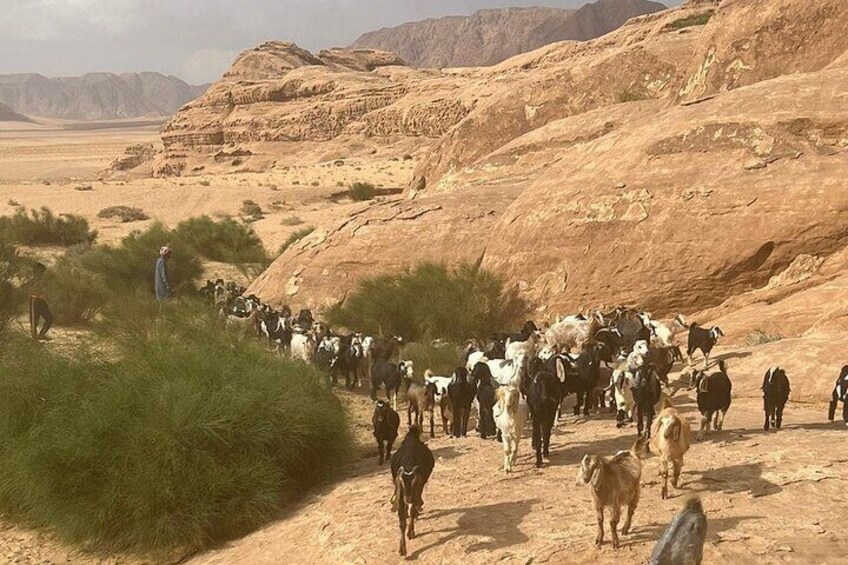 Full-day Private Jeep Tour with Bedouin in Wadi Rum