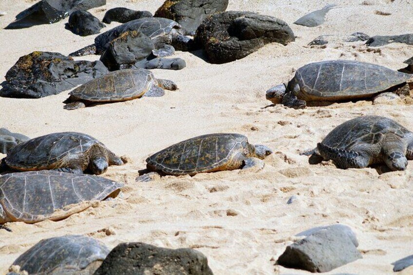 Turtles at Ho'okipa Beach