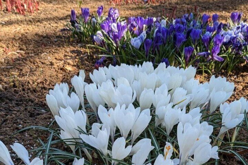 Botanical garden, Tartu