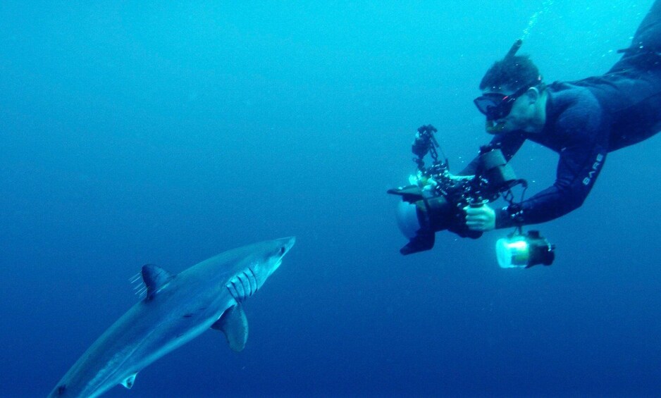 Picture 7 for Activity San Diego: Blue Shark Offshore Snorkel Adventure!