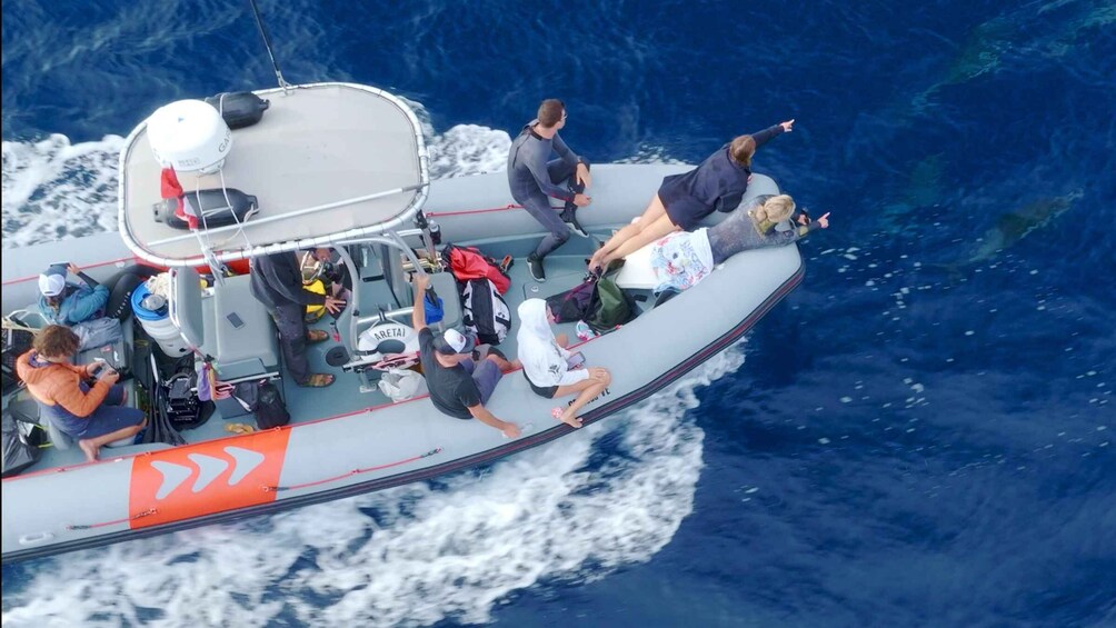 Picture 3 for Activity San Diego: Blue Shark Offshore Snorkel Adventure!