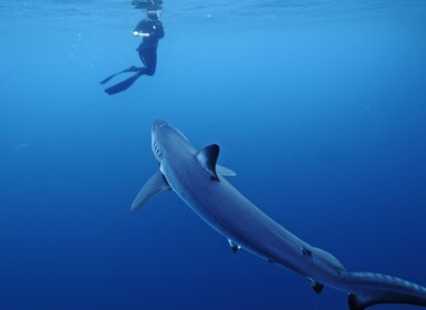 San Diego: Blue Shark Offshore Snorkel Adventure!