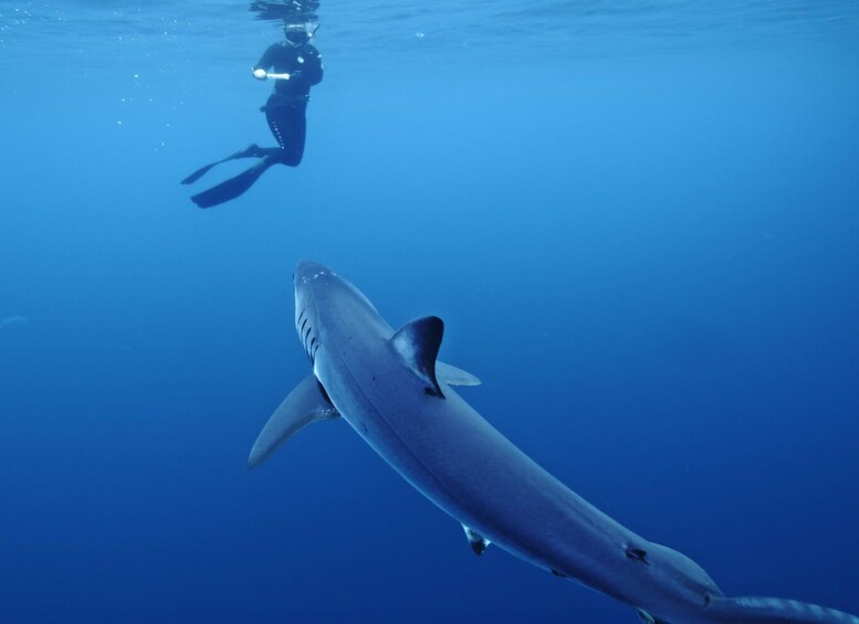 San Diego: Blue Shark Offshore Snorkel Adventure!