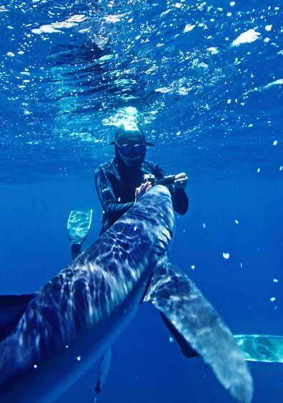 Picture 6 for Activity San Diego: Blue Shark Offshore Snorkel Adventure!