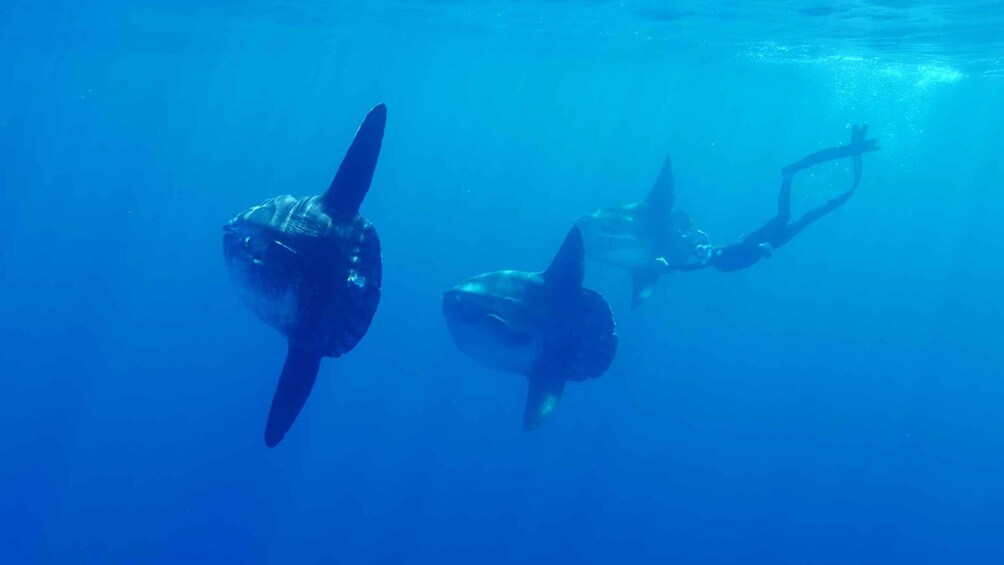 Picture 2 for Activity San Diego: Blue Shark Offshore Snorkel Adventure!