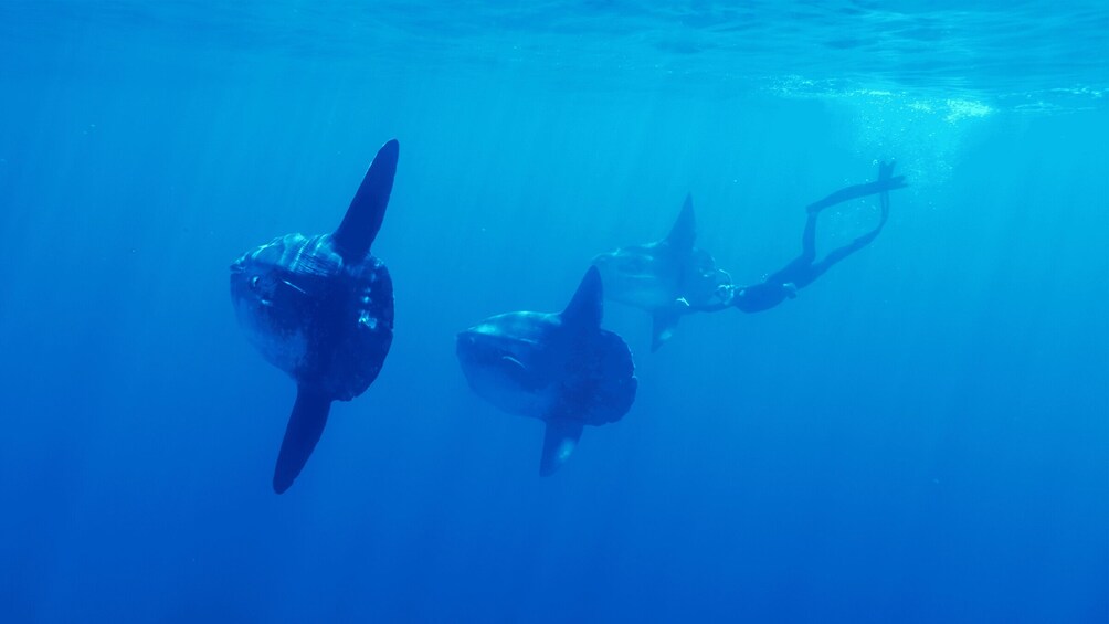 Picture 2 for Activity San Diego: Blue Shark Offshore Snorkel Adventure!