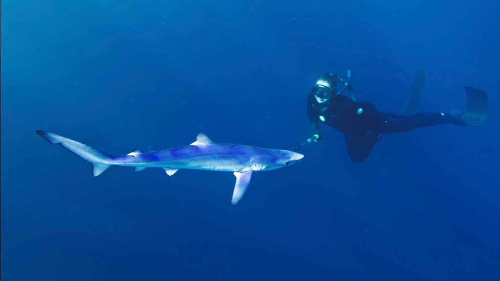 Picture 5 for Activity San Diego: Blue Shark Offshore Snorkel Adventure!