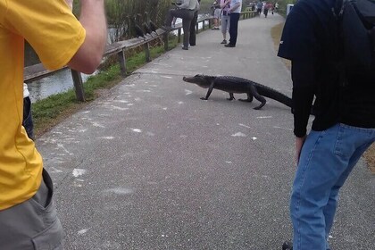 Southern Everglades National Park w/90 minute Boat Trip + 2 walks