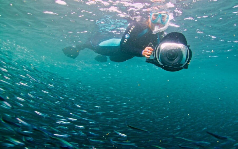 Picture 3 for Activity San Diego Ocean Safari - Full day Snorkel Adventure!