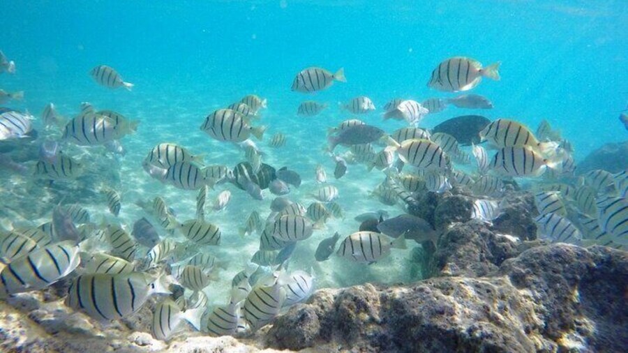 Sian Ka’an Tour of Muyil Ruins and a Swim in Magical Cenote