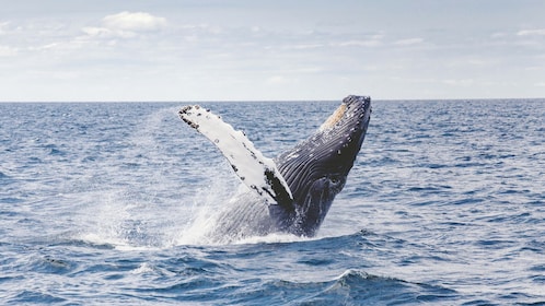 "Aventura de Avistamiento de Ballenas: ¡Sumérgete en la magia de Los Cabos!...