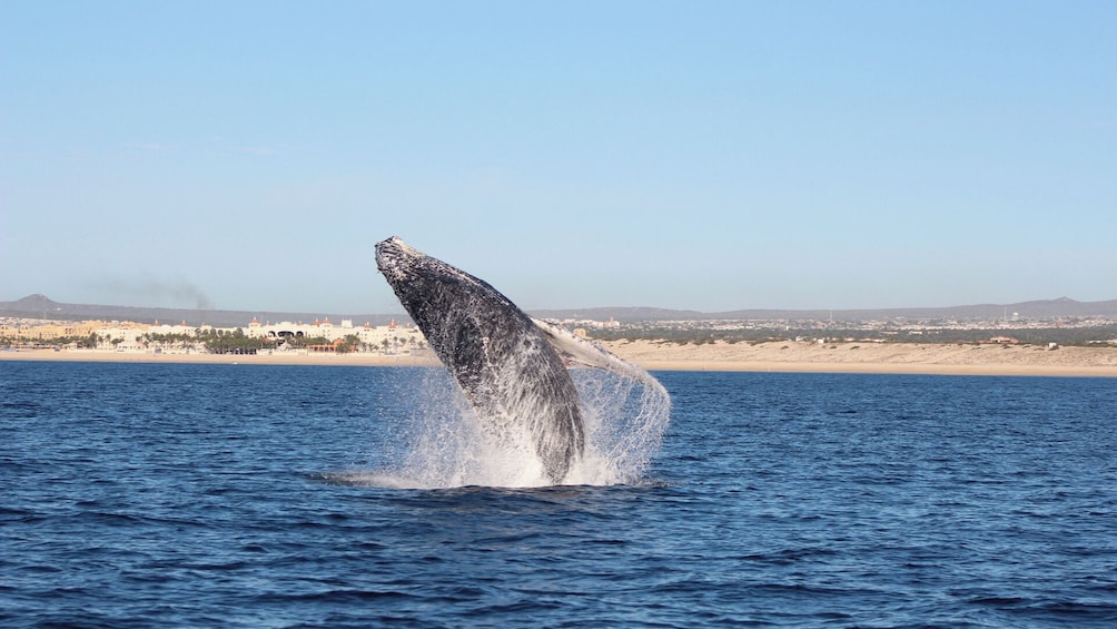 Whale Watching in Cabo San Lucas: Sightseeing Cruise and Shopping