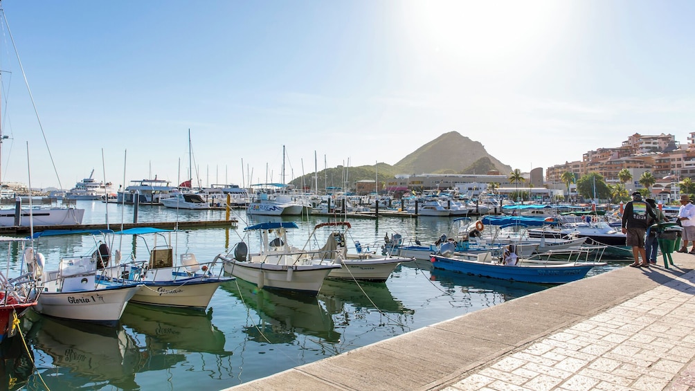 Whale Watching in Cabo San Lucas: Sightseeing Cruise and Shopping