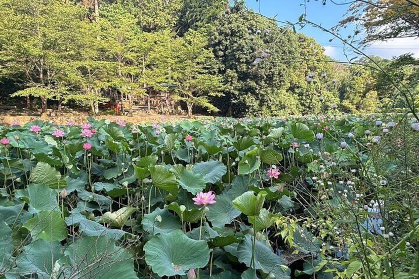 Private E Bike a Discovery Journey of Arashiyama's Splendor