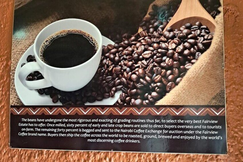 Fairview Coffee Farm Day Tour in Nairobi
