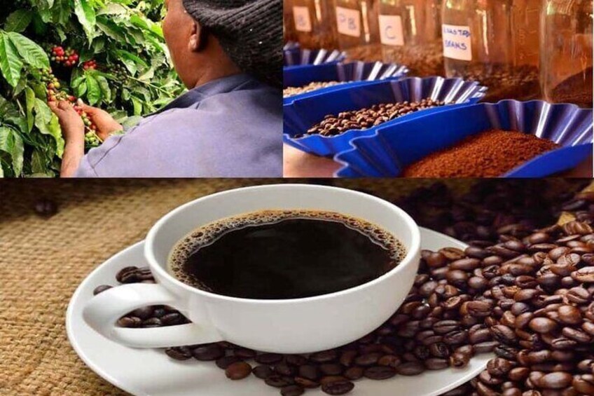 Fairview Coffee Farm Day Tour in Nairobi