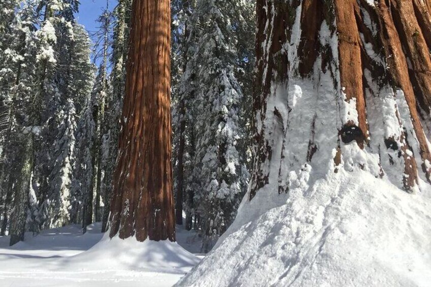 Sequoia Winter wonderland!