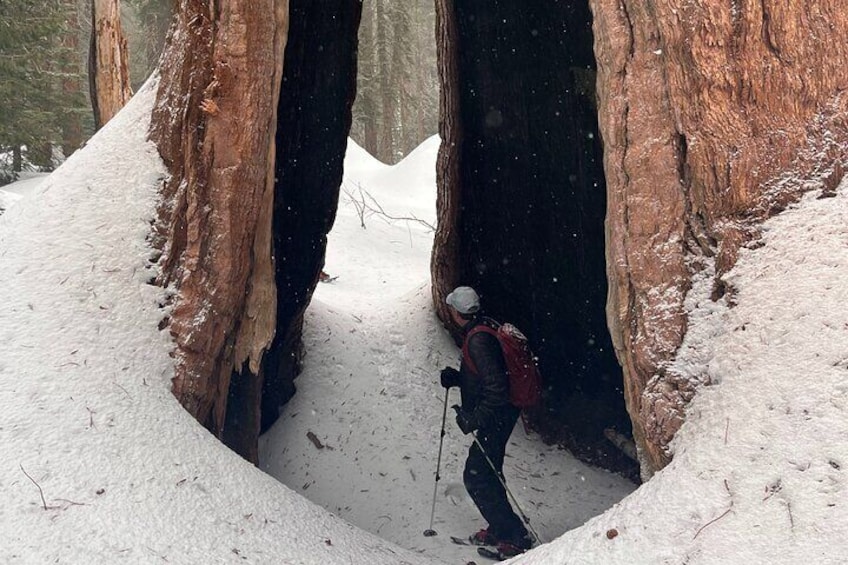 Half Day Guided Sequoia Tour from Wuksachi Lodge with Lunch