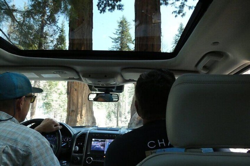 Half Day Guided Sequoia Tour from Wuksachi Lodge with Lunch