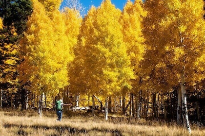 Forest Bathing and Meditation on Mt Lemmon