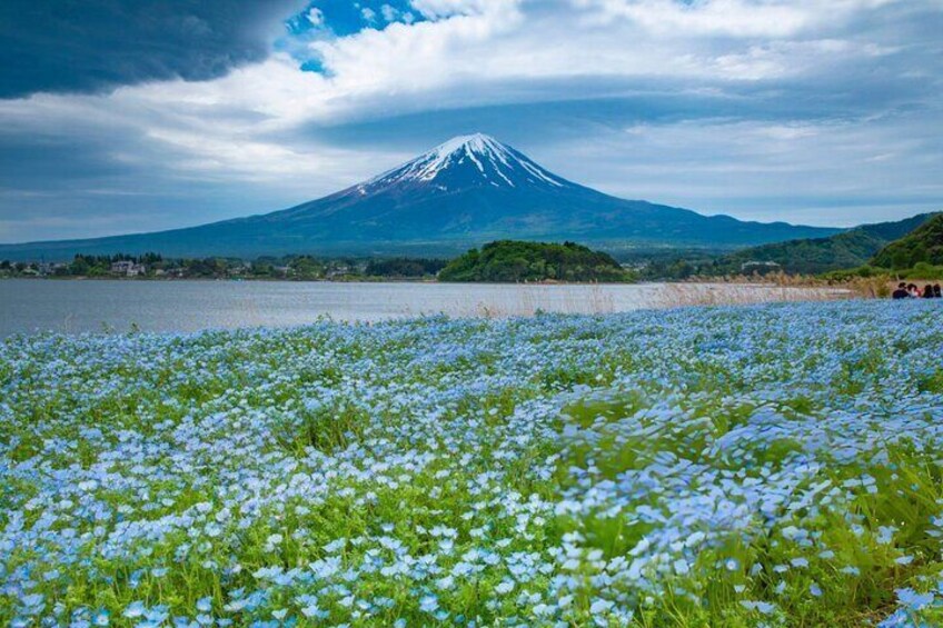 Private Tour of Mount Fuji with Kawaguchi Lake and Oshino Hakkai