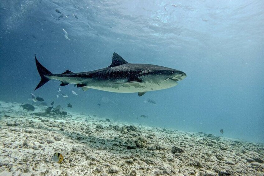 5 Days 4 Nights Fuvahmulah Tiger Shark Special 6 Dives Tour