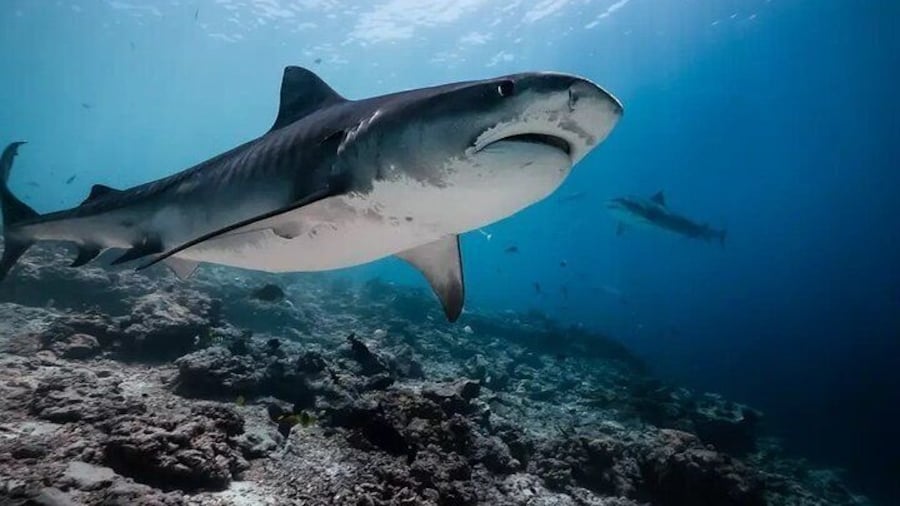 5 Days 4 Nights Fuvahmulah Tiger Shark Special 6 Dives Tour